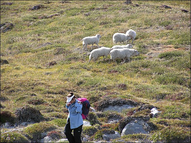 20030731_27_Kapisigdlit_tur_til_isfjord.jpg