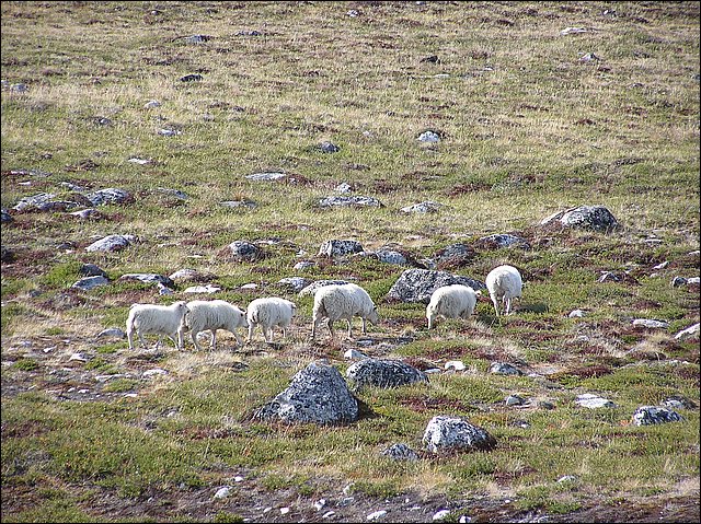 20030731_28_Kapisigdlit_tur_til_isfjord.jpg